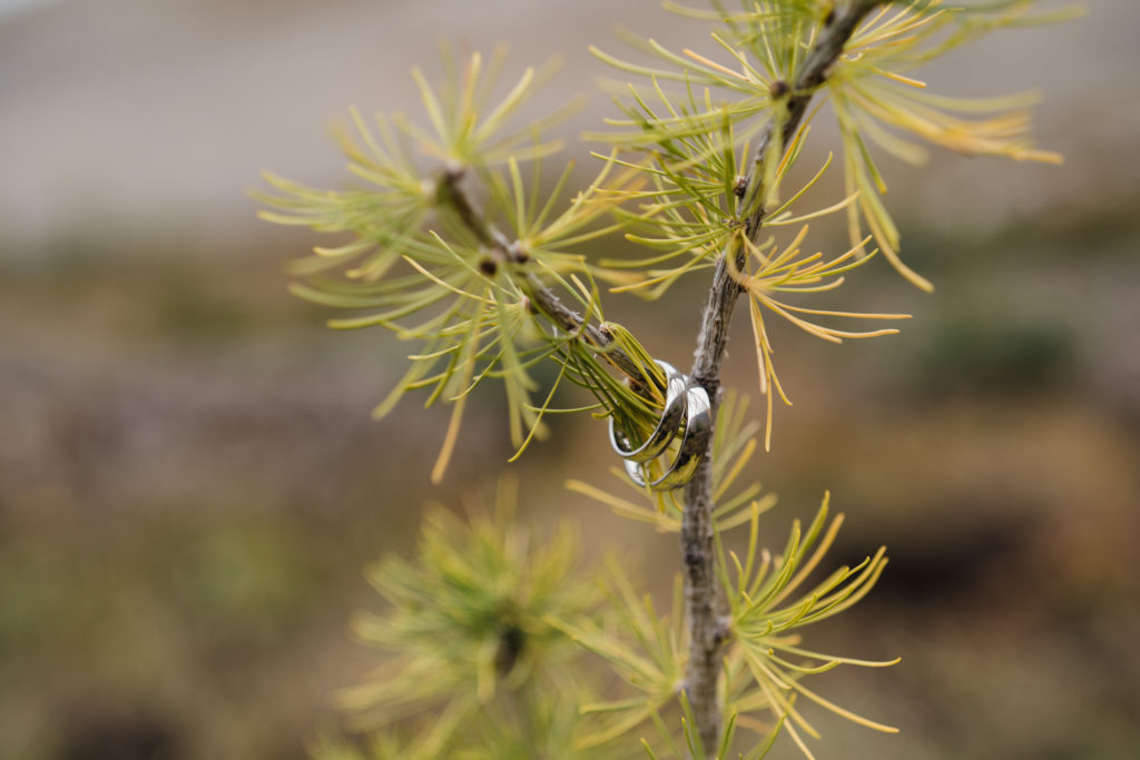 Wedding bands on the branch of a larch tree. 