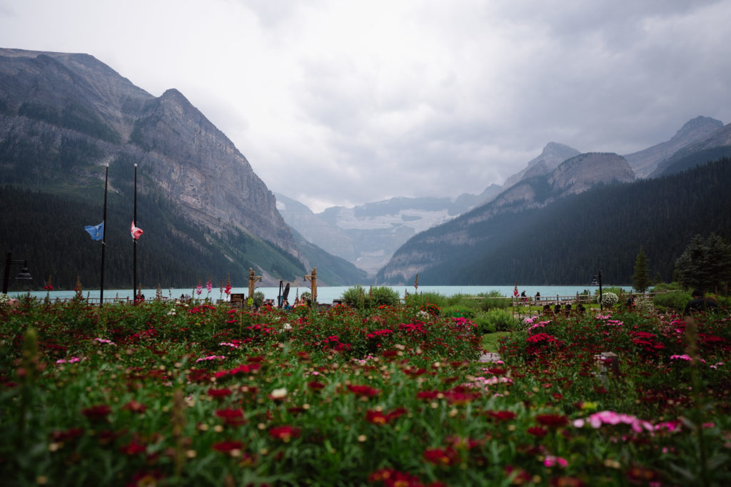 Summer in Lake Louise with flowers in the foreground.