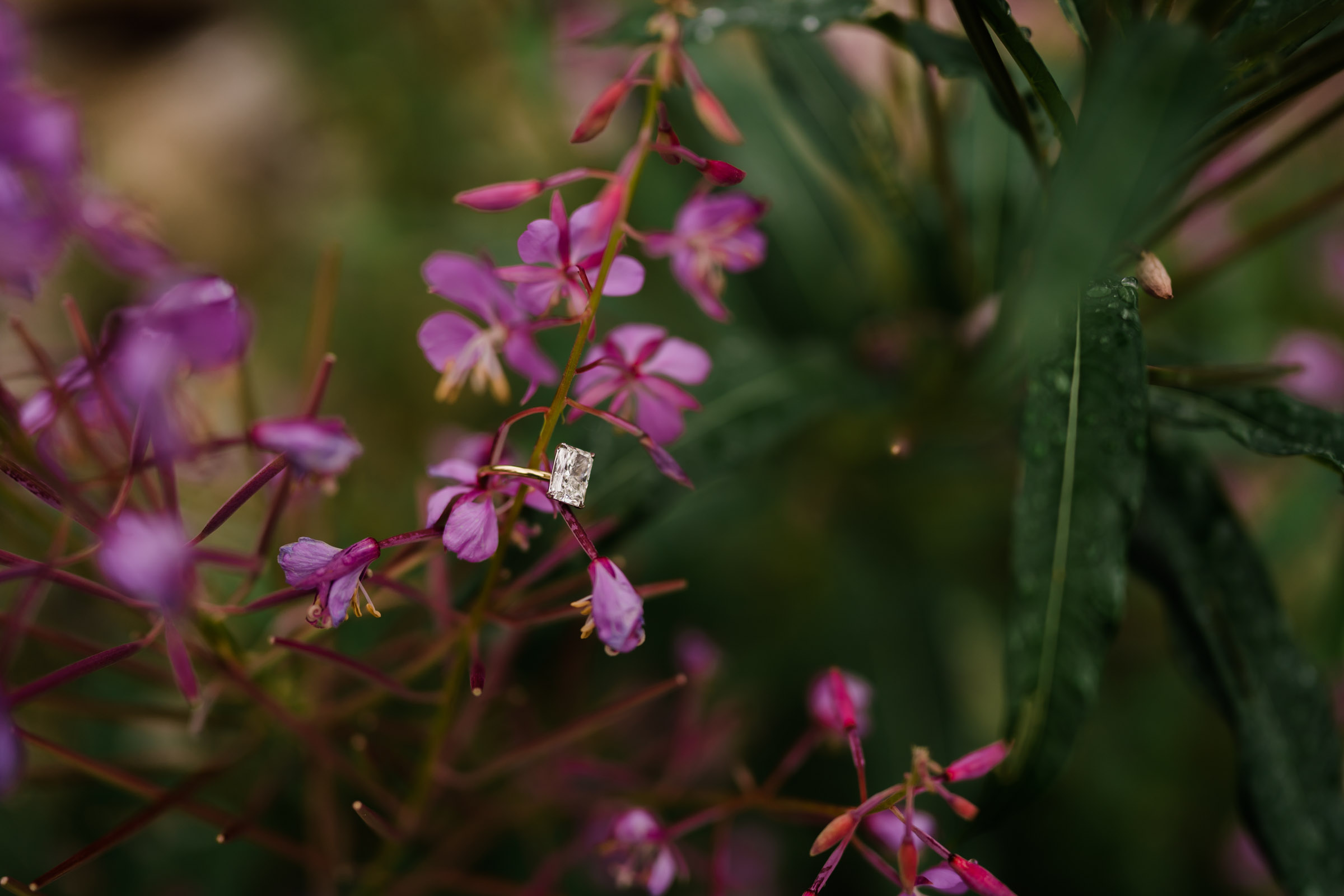 Beautiful rectangle diamond ring perches on fireweed during Banff Engagement Photos